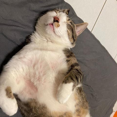 提供手工服務的專家郭孟晴.