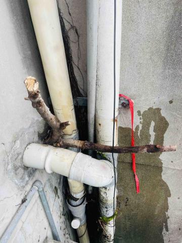 AWU -  台北萬華四樓外牆榕樹摘除-前