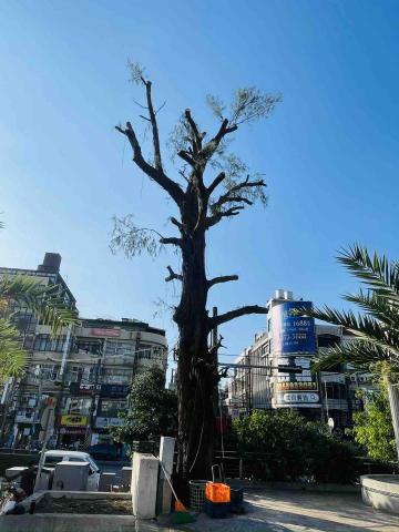 AWU - 新竹新豐火車站前樹冠縮小-後