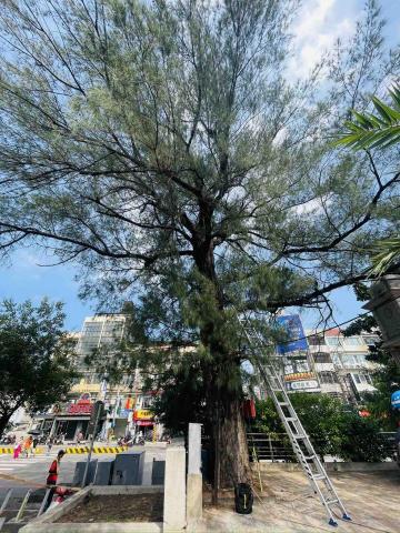 AWU - 新竹新豐火車站前六樓高樹冠縮小-前