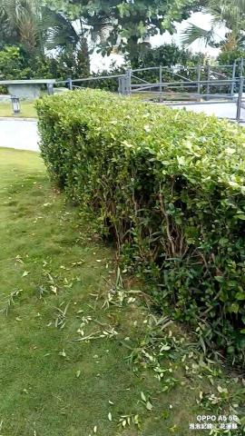 泡泡砍樹除草 - 