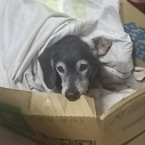 提供寄養服務的專家Brook Liu