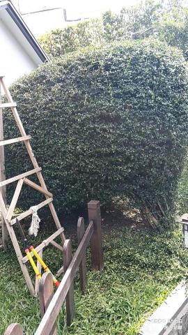 泡泡砍樹除草 - 