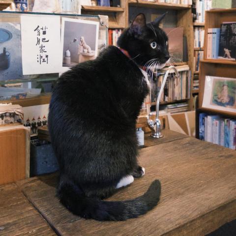 北屯自然發音老師推薦陳宣羽