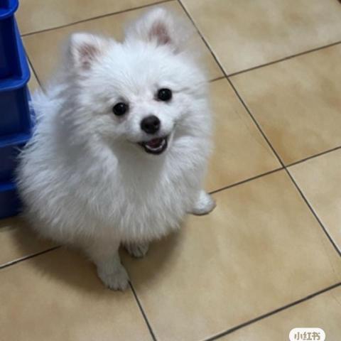 提供寄養服務的專家陳家禾