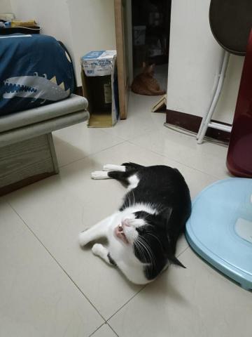 提供保姆服務的專家Claudia狗狗貓貓保姆