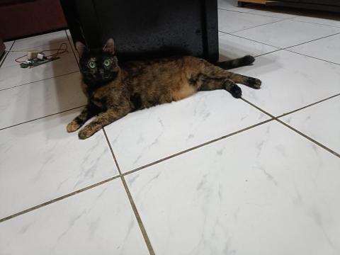 Claudia狗狗貓貓保姆 - 到府餵貓