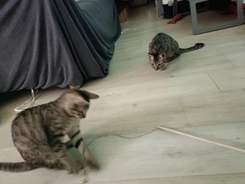 Claudia狗狗貓貓保姆 - 到府餵貓