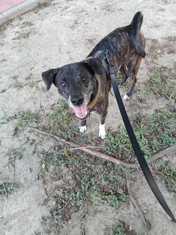 Claudia狗狗貓貓保姆 - 到府遛狗