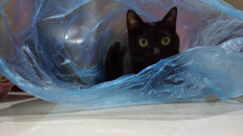 蔡孟珊 - 愛貓豆豆-古靈精怪