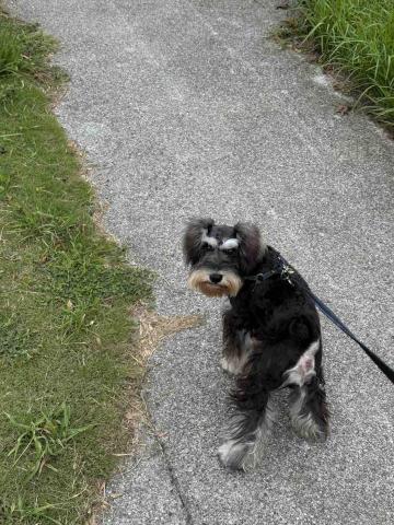 毛大叔狗私塾 - 聰明乖巧但害羞的Niko
#狗學生