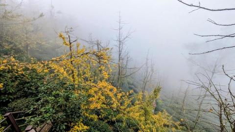 A-Xing包車旅遊 - 大崙山銀杏森林