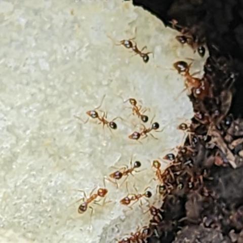 A+淘蟲師-正欣環衛 - 