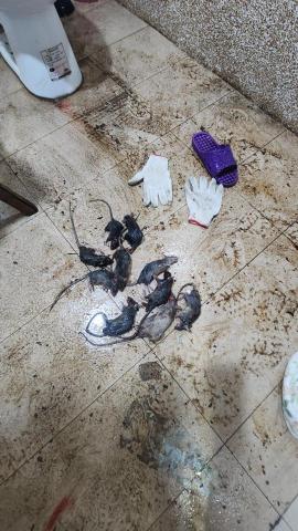 A+淘蟲師-正欣環衛 - 新北市某住宅長期遭鼠類佔據，屋主原想與之共存互不干涉，卻無法阻止鼠室友們超強的繁殖速度與破壞力，至今原屋主已無任何容身與立足之地了，最終找到本公司協助捕捉屋內鼠家族，還給屋主立身之處。