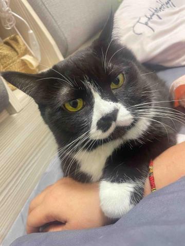 瑞芳寵物美容師推薦菲亞到府寵物美容