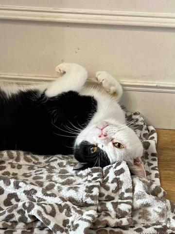 Tracy - 貓眼看天下