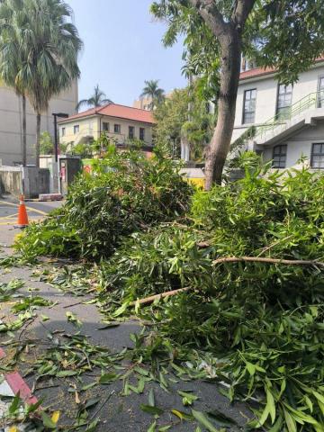 森澤企業社 - 高醫路樹修剪