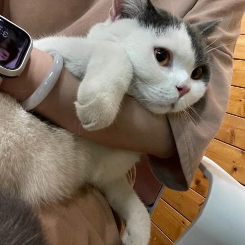 提供按讚攻擊服務的專家Ruby