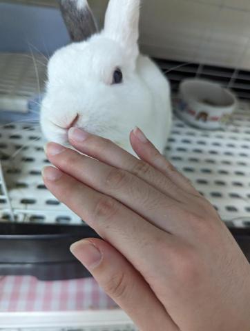 Jean-拉拉姐姐 - 當愛兔志工被兔兔寵幸的一天~ 