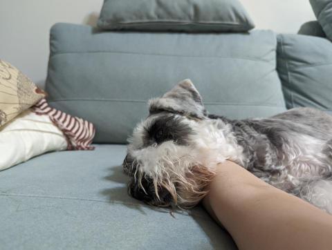 Jean-拉拉姐姐 - 喂~ 竟然正大光明地把人類當枕頭 ?