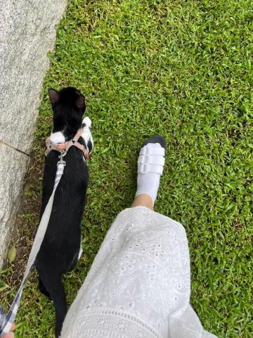 Aurora - 從小訓練自家貓咪外出散步
養成了外出的個性