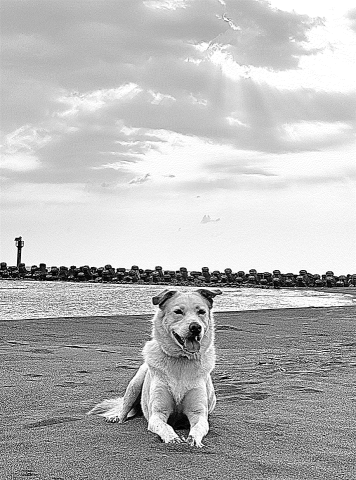 PHC LacerCut - 寵物_0909