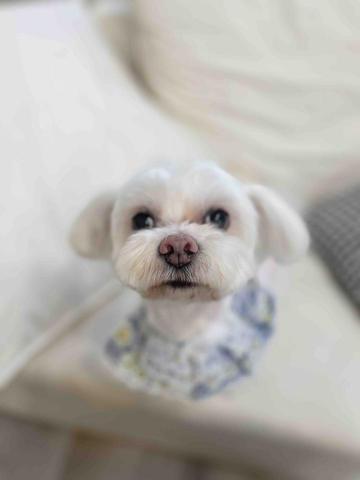 菲亞到府寵物美容 - 