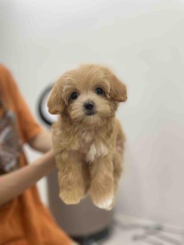 菲亞到府寵物美容 - 