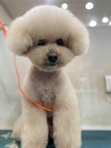 菲亞到府寵物美容 - 