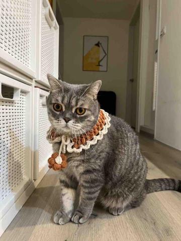 鉤癮&middot;handmade - 寵物圍巾