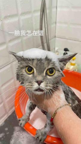 菲亞到府寵物美容 - 