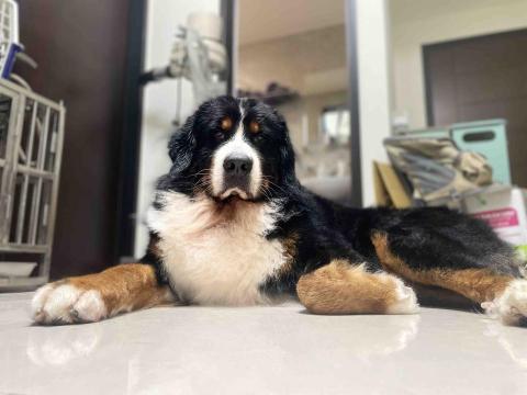 菲亞到府寵物美容 - 