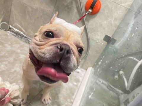 菲亞到府寵物美容 - 