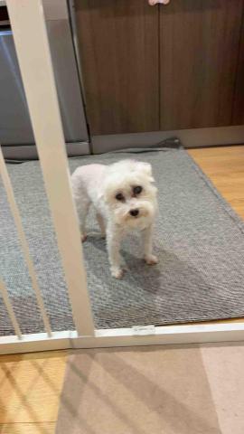 summer寵物保母 - 寶貝：13歲的馬爾濟所，耳朵雖然聽不到但是卻非常機靈，寶貝是一隻聰明可愛的狗狗。