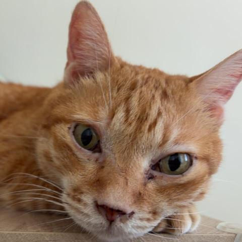 提供兼職打工在家服務的專家李佩珊