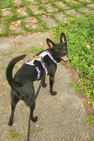 心 禾 狗 狗 教 學 - 