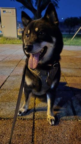 心 禾 狗 狗 教 學 - 