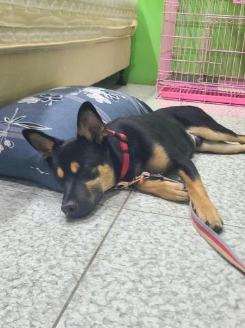 心 禾 狗 狗 教 學 - 