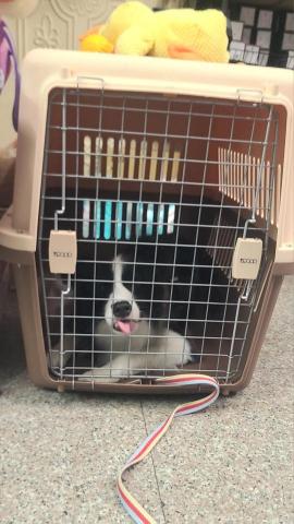 心 禾 狗 狗 教 學 - 