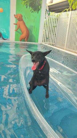 心 禾 狗 狗 教 學 - 