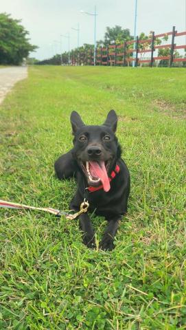 心 禾 狗 狗 教 學 - 