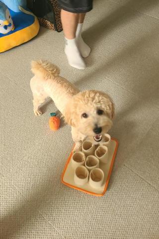 心 禾 狗 狗 教 學 - 