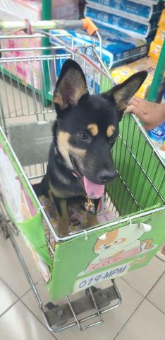 心 禾 狗 狗 教 學 - 