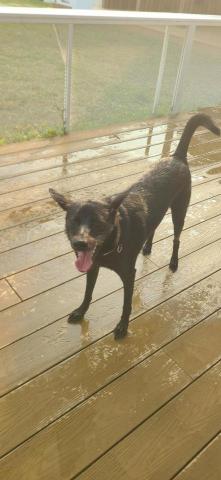 心 禾 狗 狗 教 學 - 