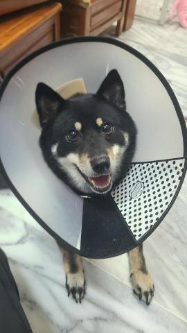 心 禾 狗 狗 教 學 - 