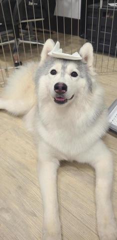 心 禾 狗 狗 教 學 - 