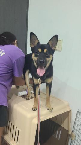 心 禾 狗 狗 教 學 - 