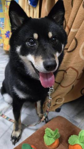 心 禾 狗 狗 教 學 - 