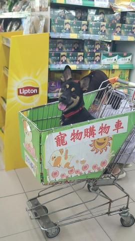 心 禾 狗 狗 教 學 - 