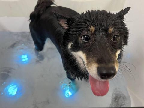 心 禾 狗 狗 教 學 - 